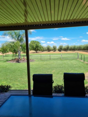 Waikerie Olive Grove